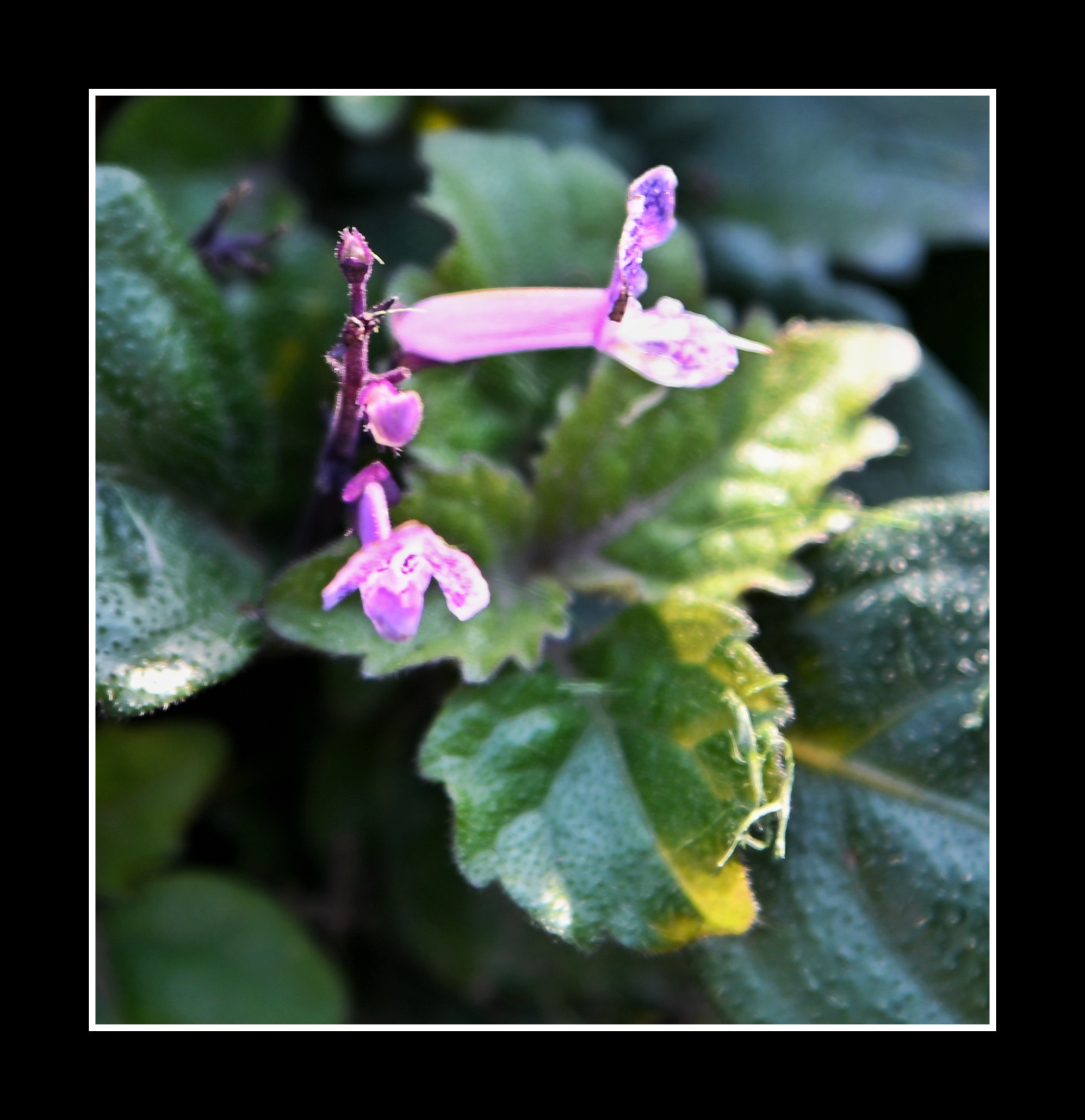 【首发】艾氏香茶菜