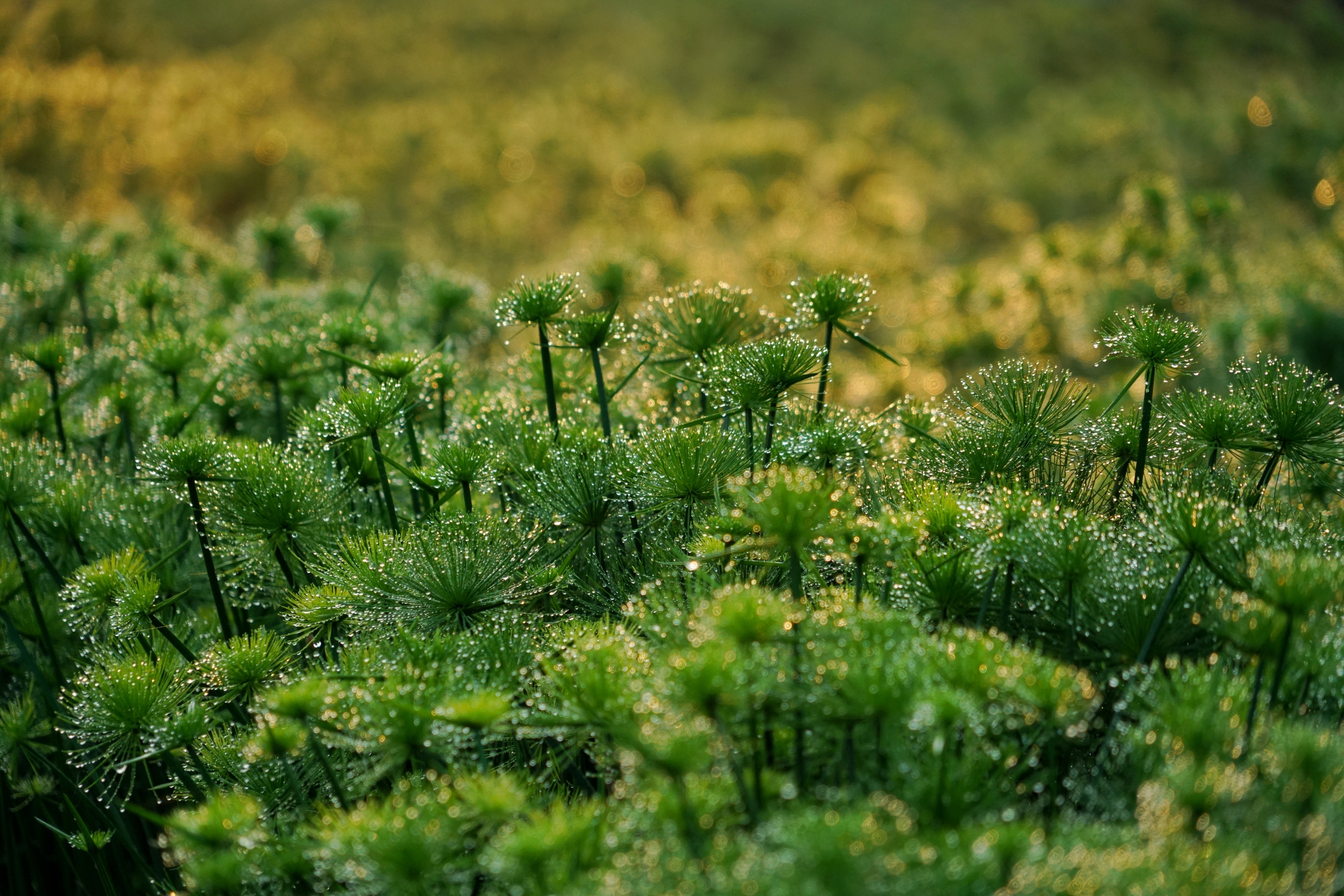 晨光中的纸莎草