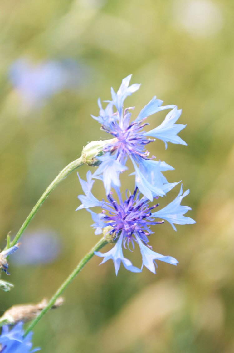 紫色矢车菊首发