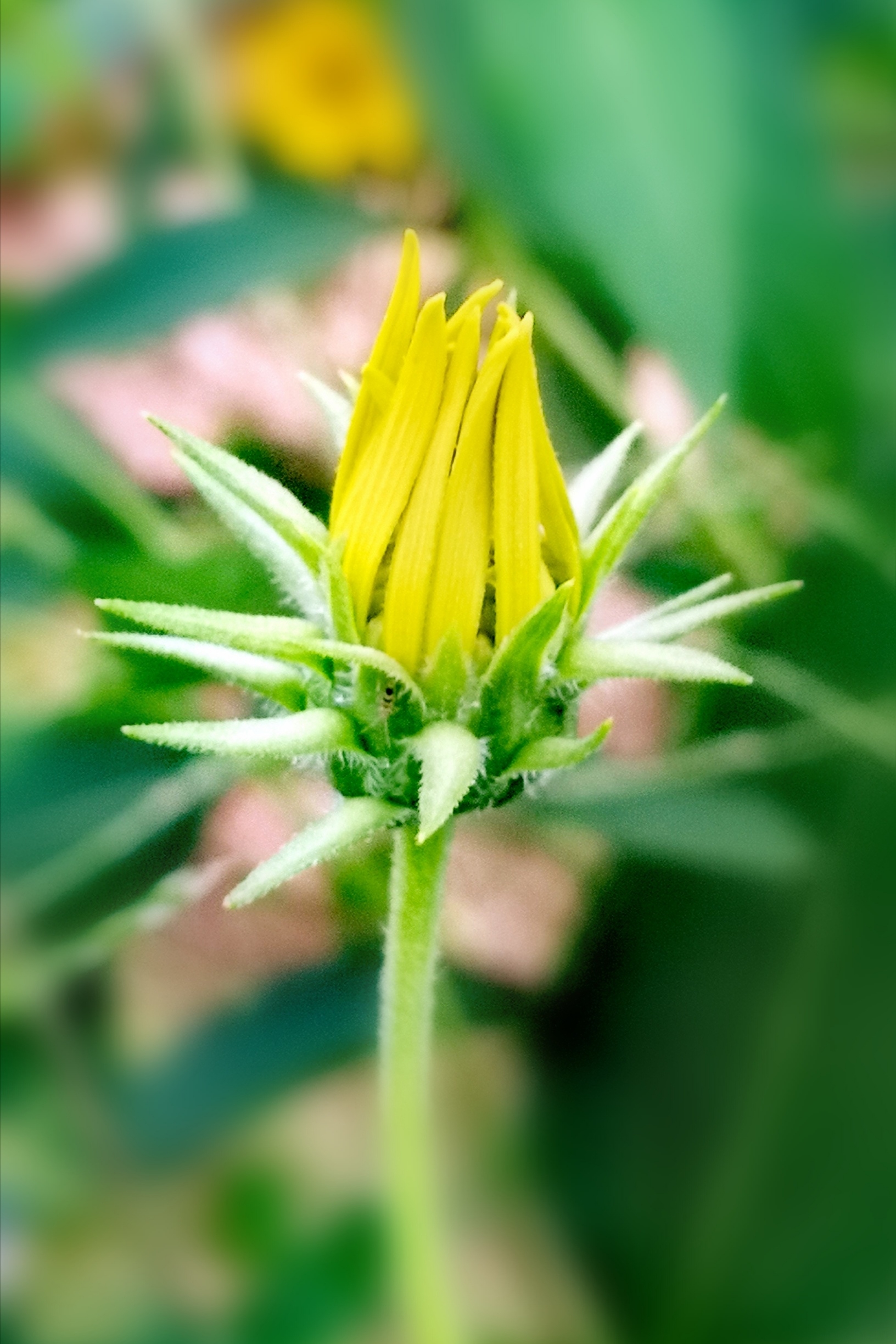 菊芋花开[摄影原创首发]