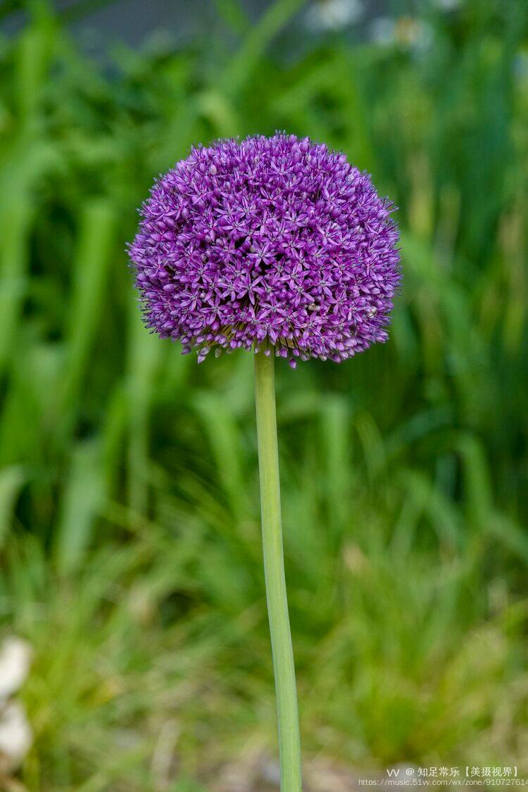 荷兰为主要鳞茎出口国.中国科学