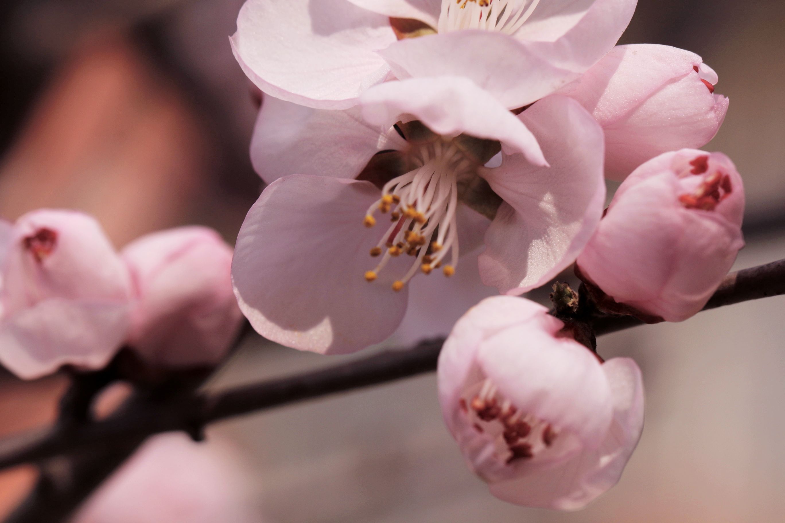 山桃花儿朵朵开