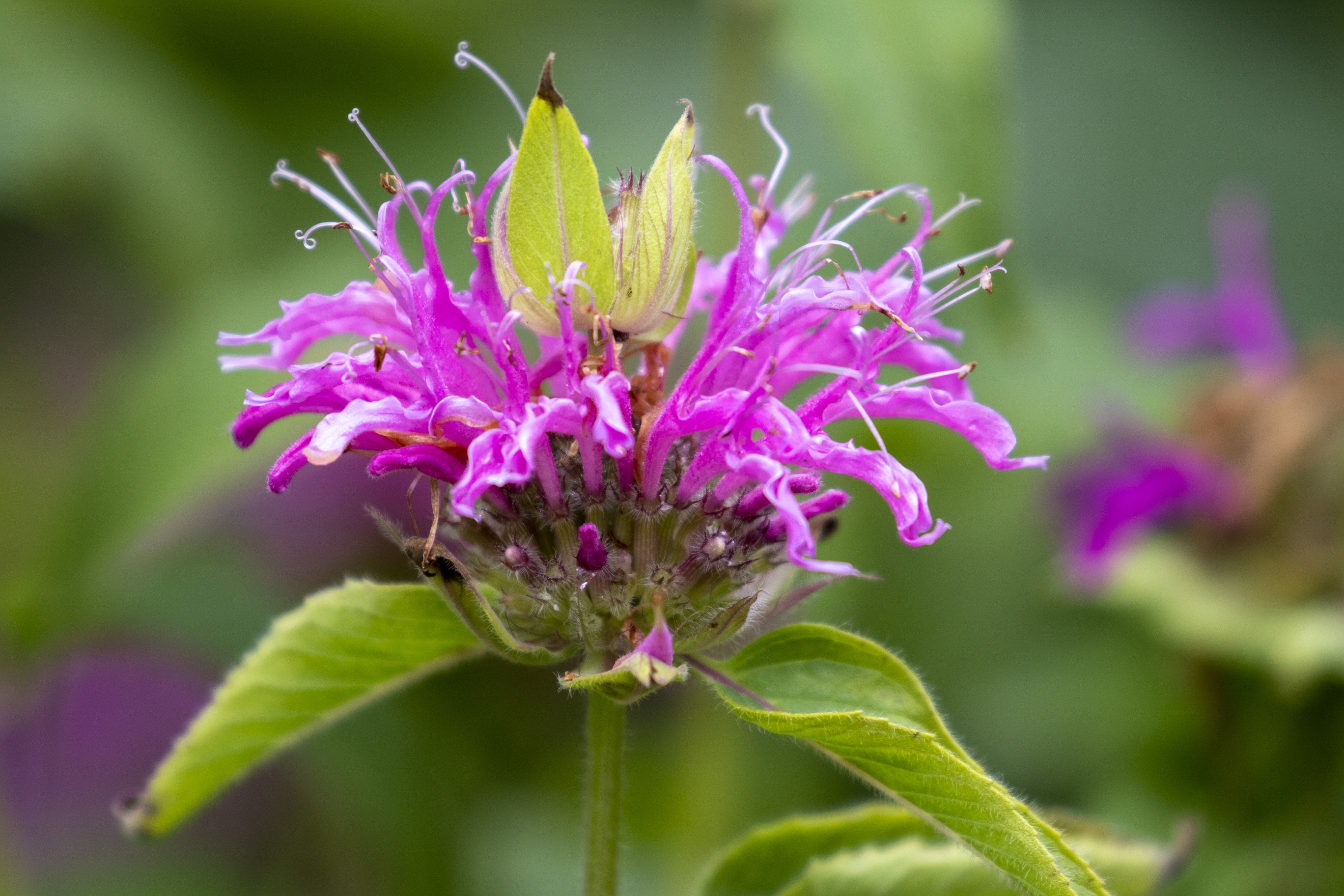 美国薄荷【vv首发】