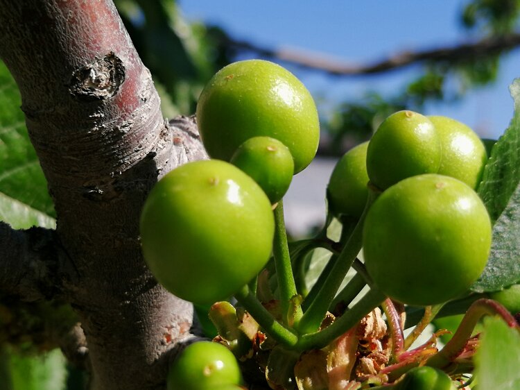 原创首发青青世界青樱桃