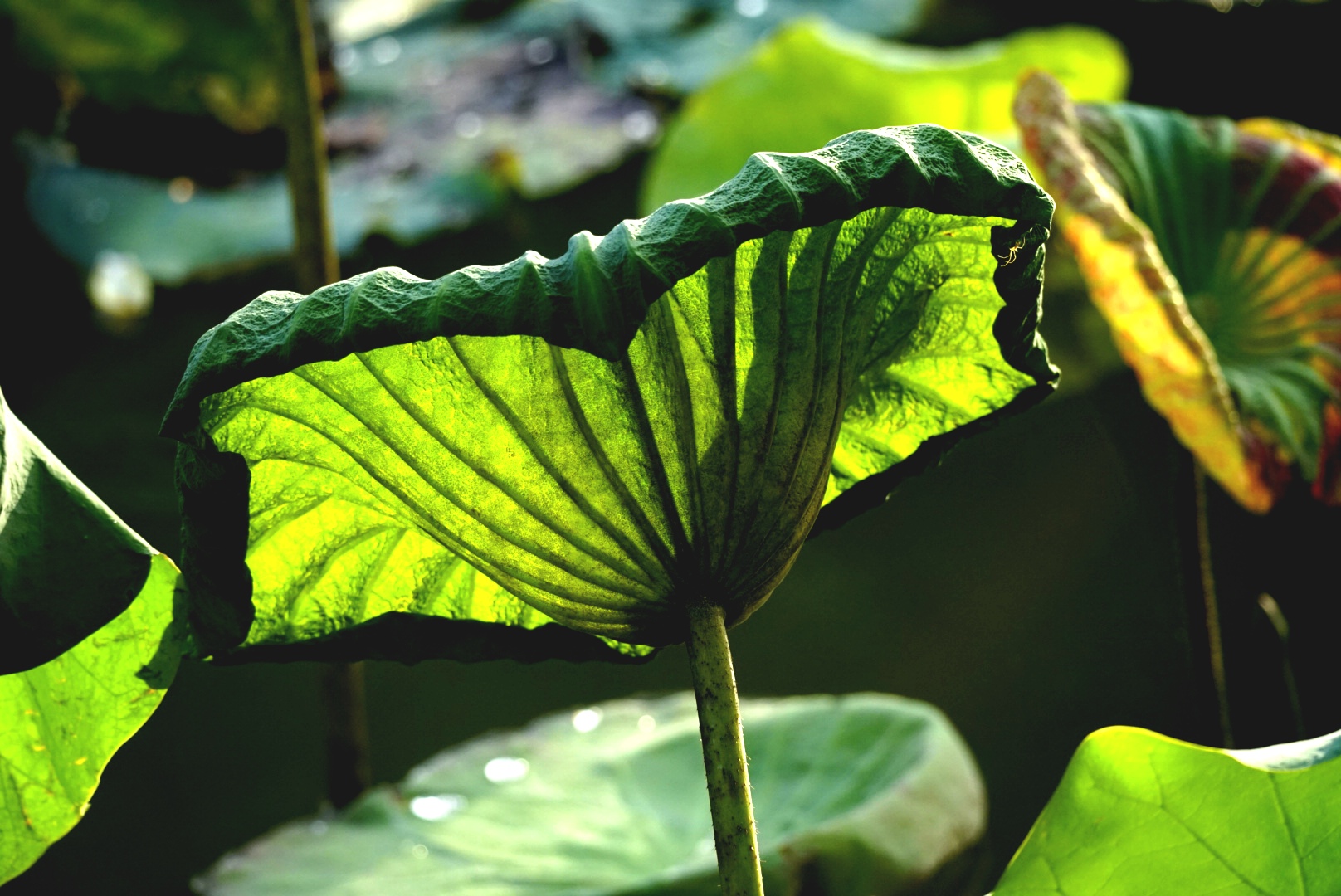 秋荷叶色【首发】