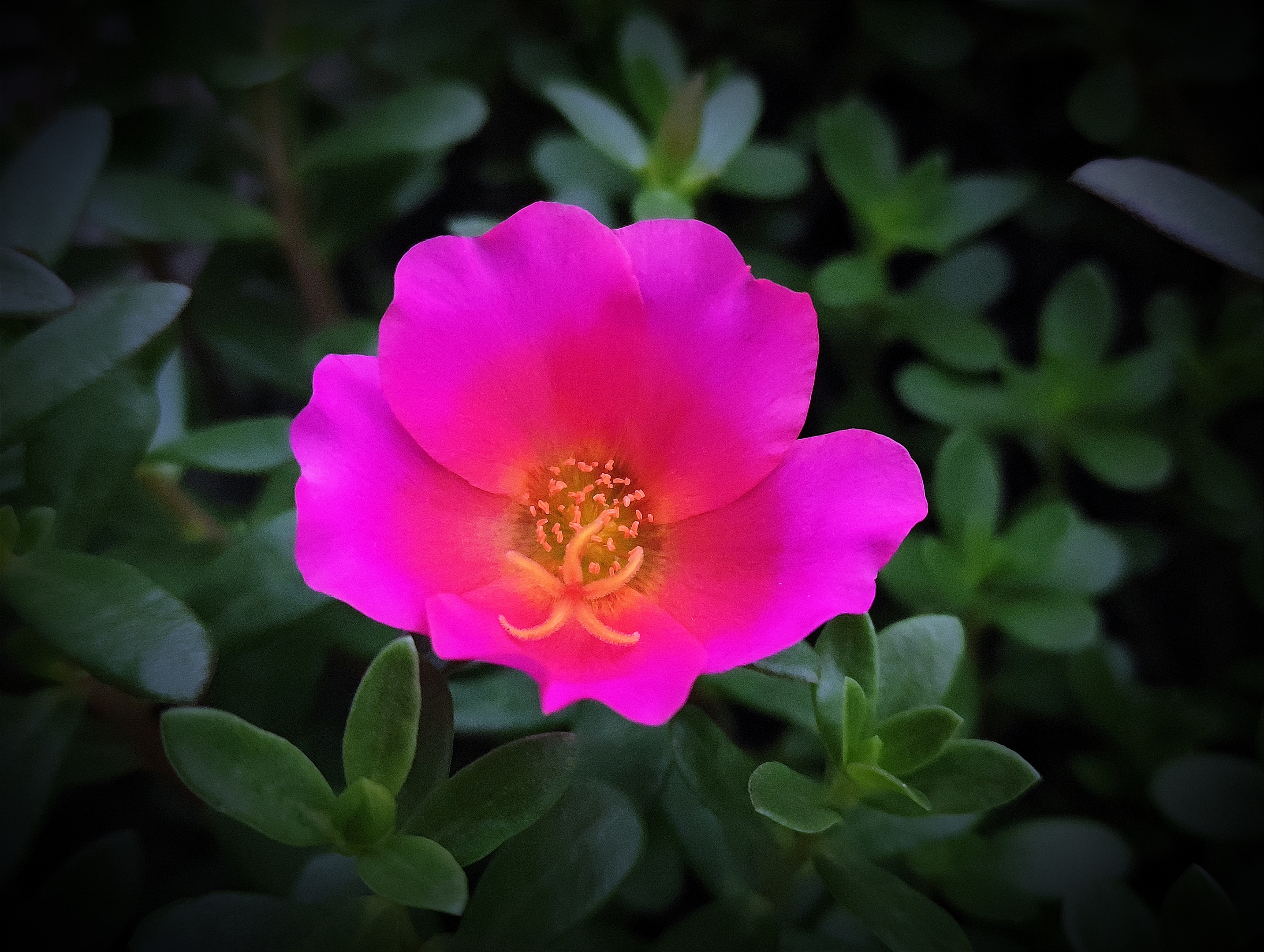 (首发) 环翅马齿苋