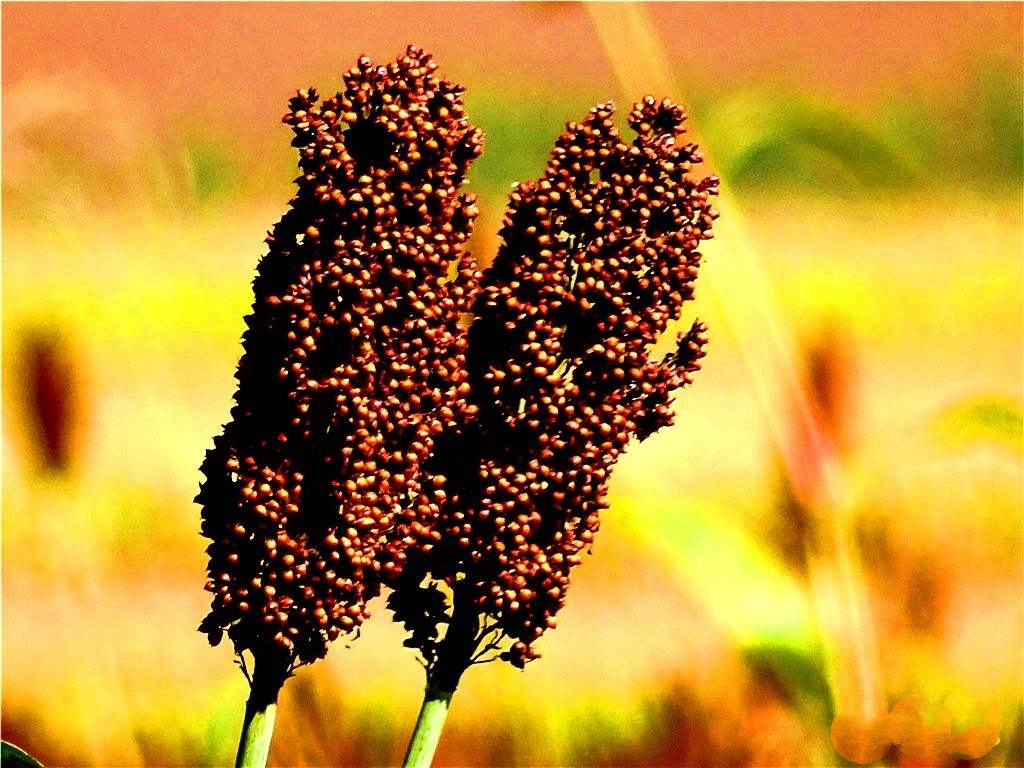 【秋水伊人】声音微世界@@金秋高粱红