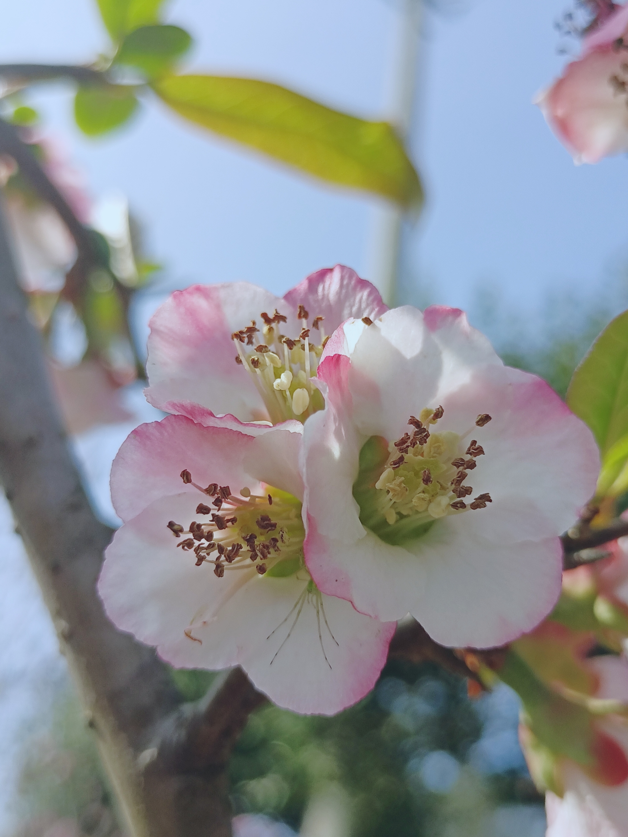 【首发】毛叶木瓜