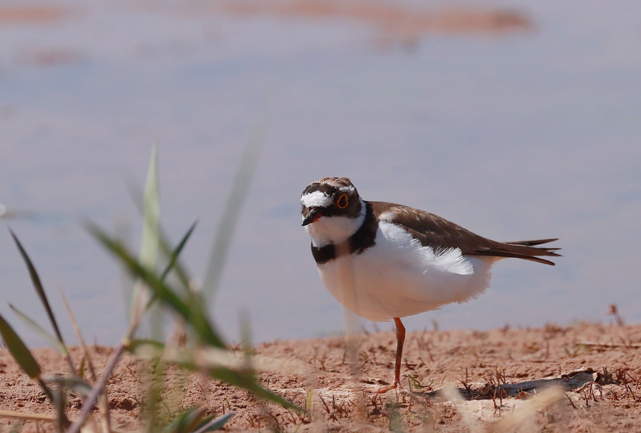 ringed plover,学名:charadrius dubius),是鸻形目鸻科鸻属的鸟类