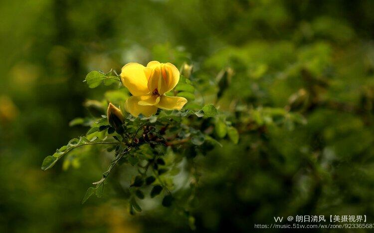 首發被子植物