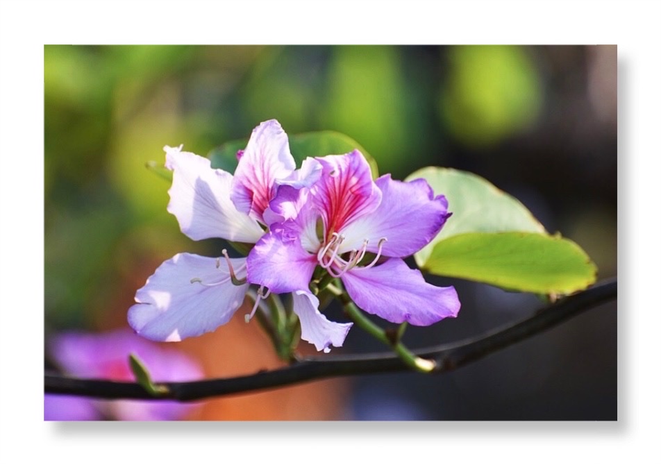 首发〕花系列(一).宫粉羊蹄甲