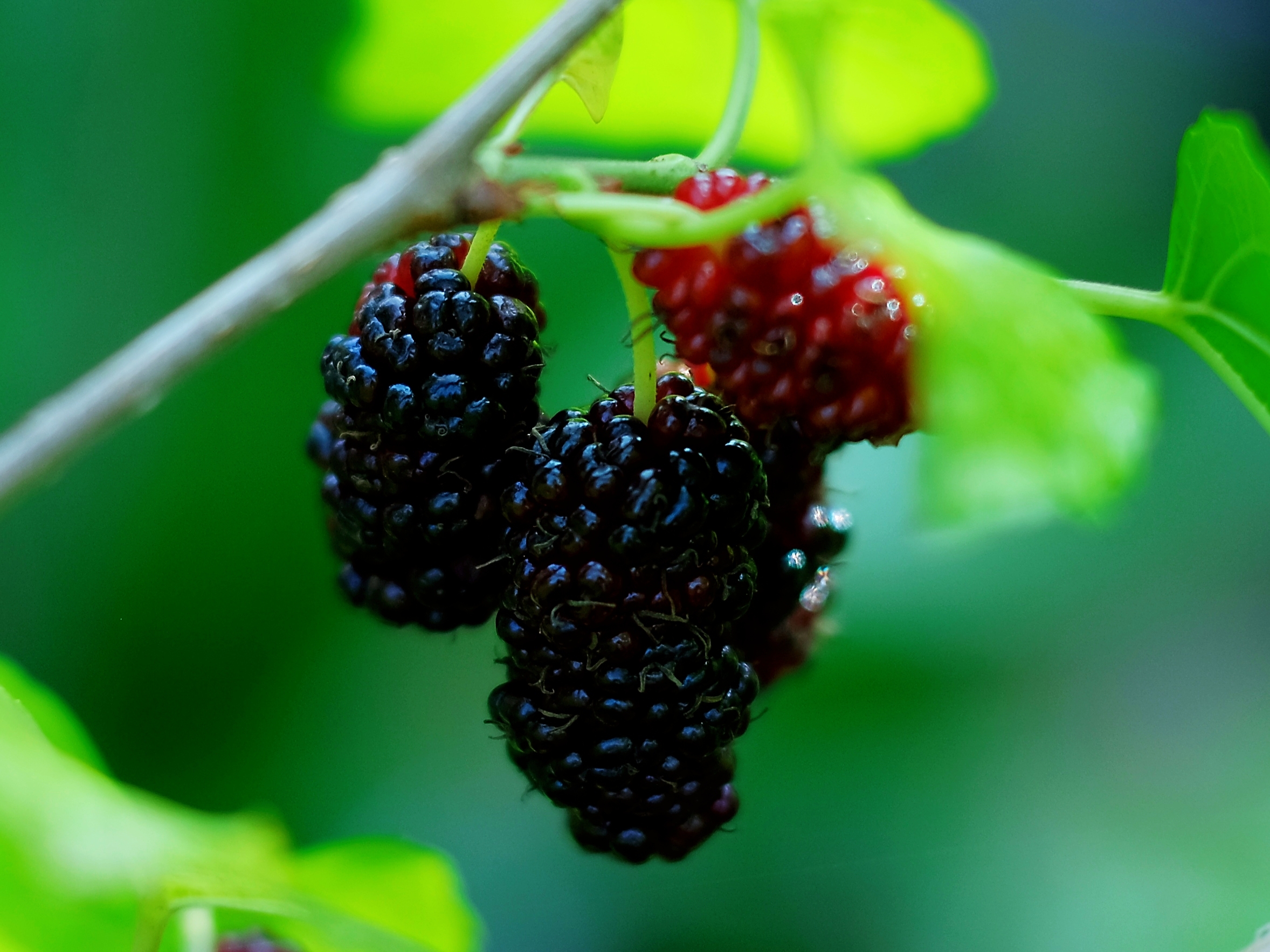 桑*沧海桑田的桑