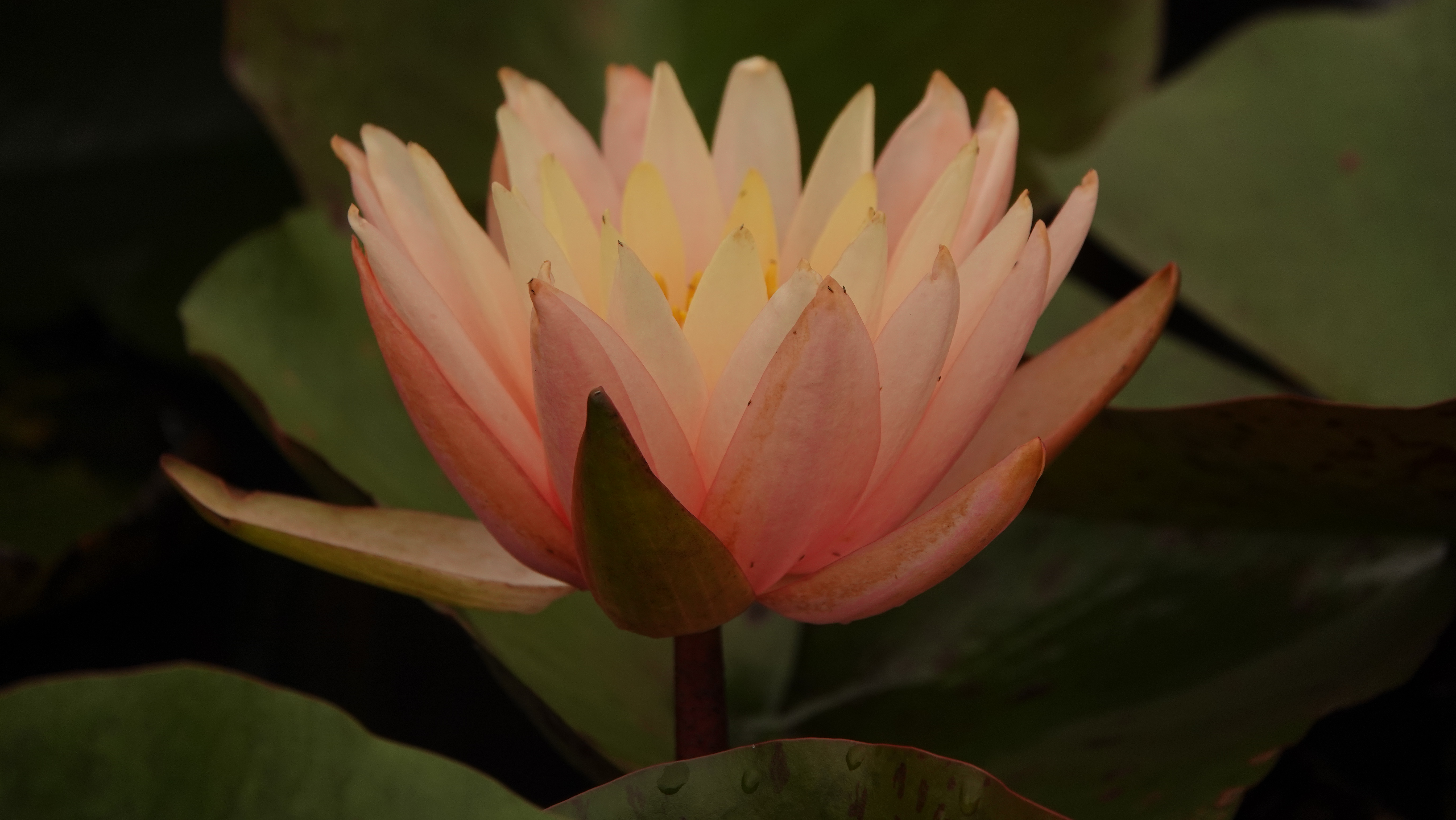 【首发】粉睡莲