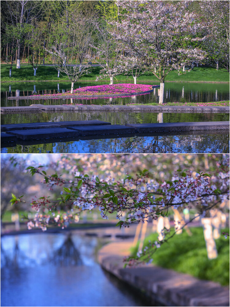 兰湖樱花季