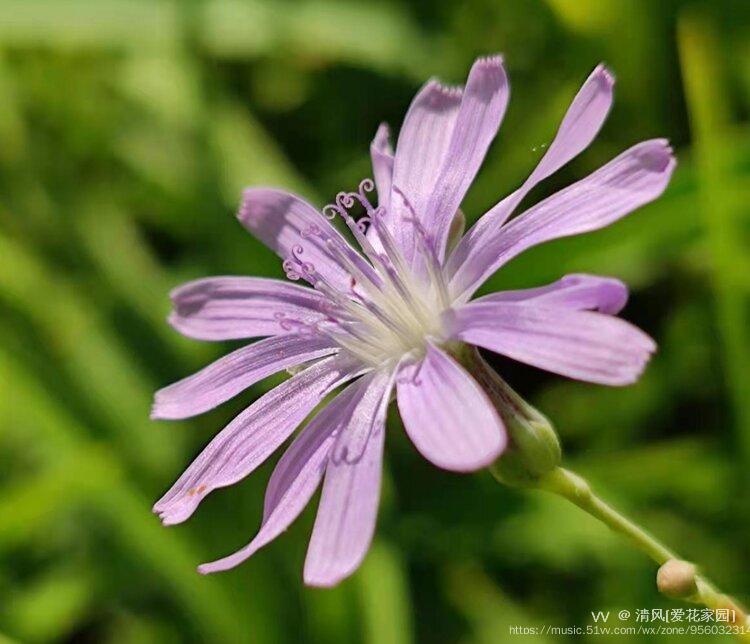 微拍紫色小苦菊vv首发