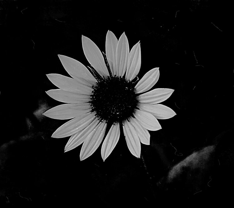 黑白世界之向日葵