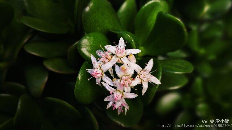 院子裡的燕子掌開花了.