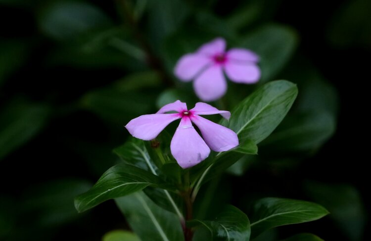 美麗淡雅長春花