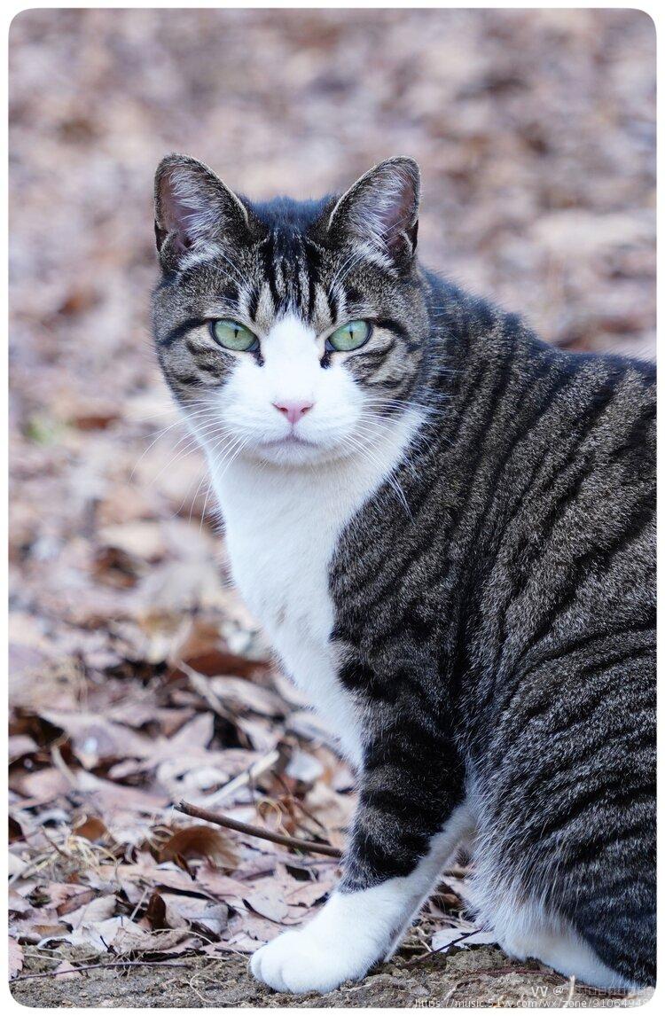 遇见乖乖的野花猫续集