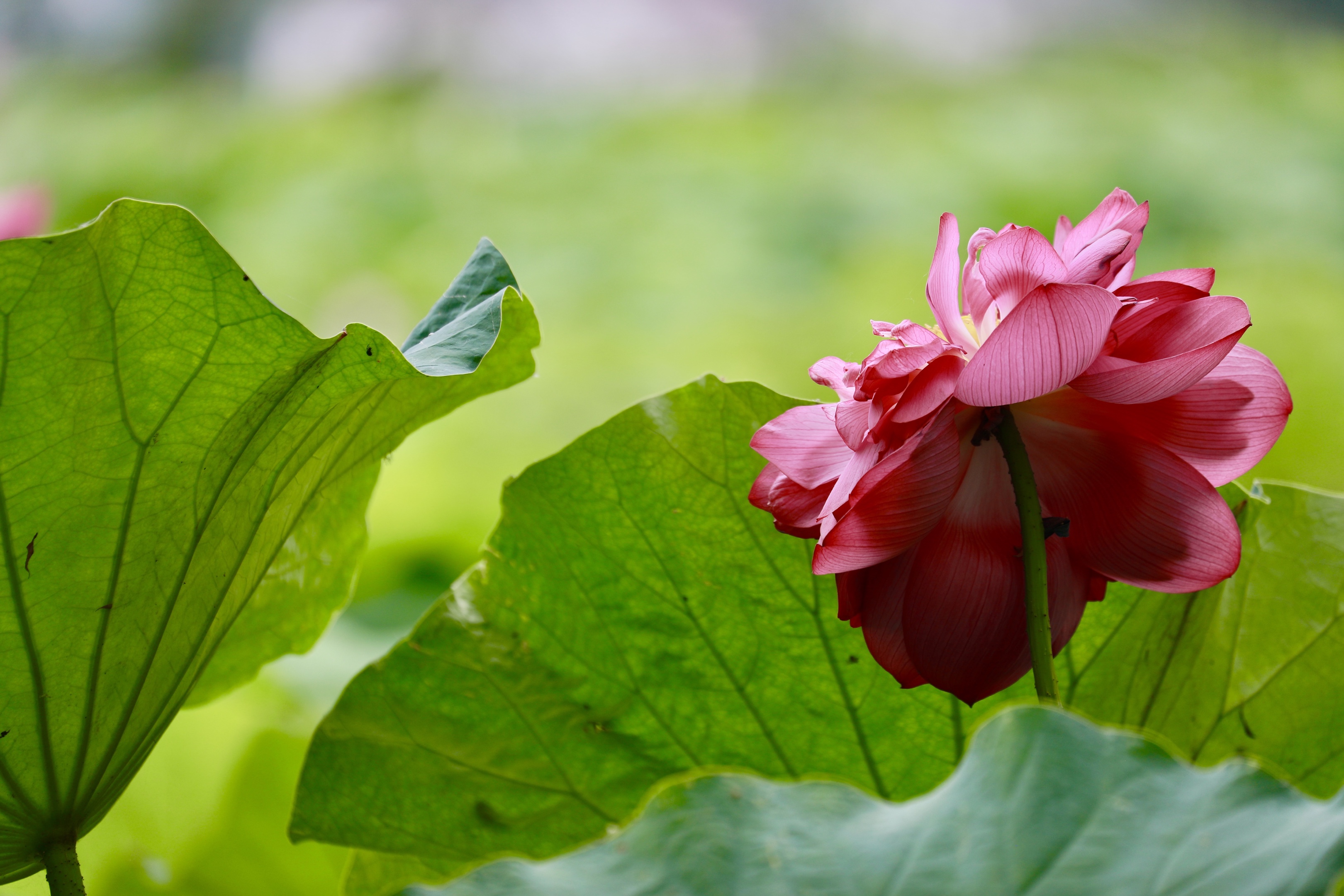 风摆荷叶催花开