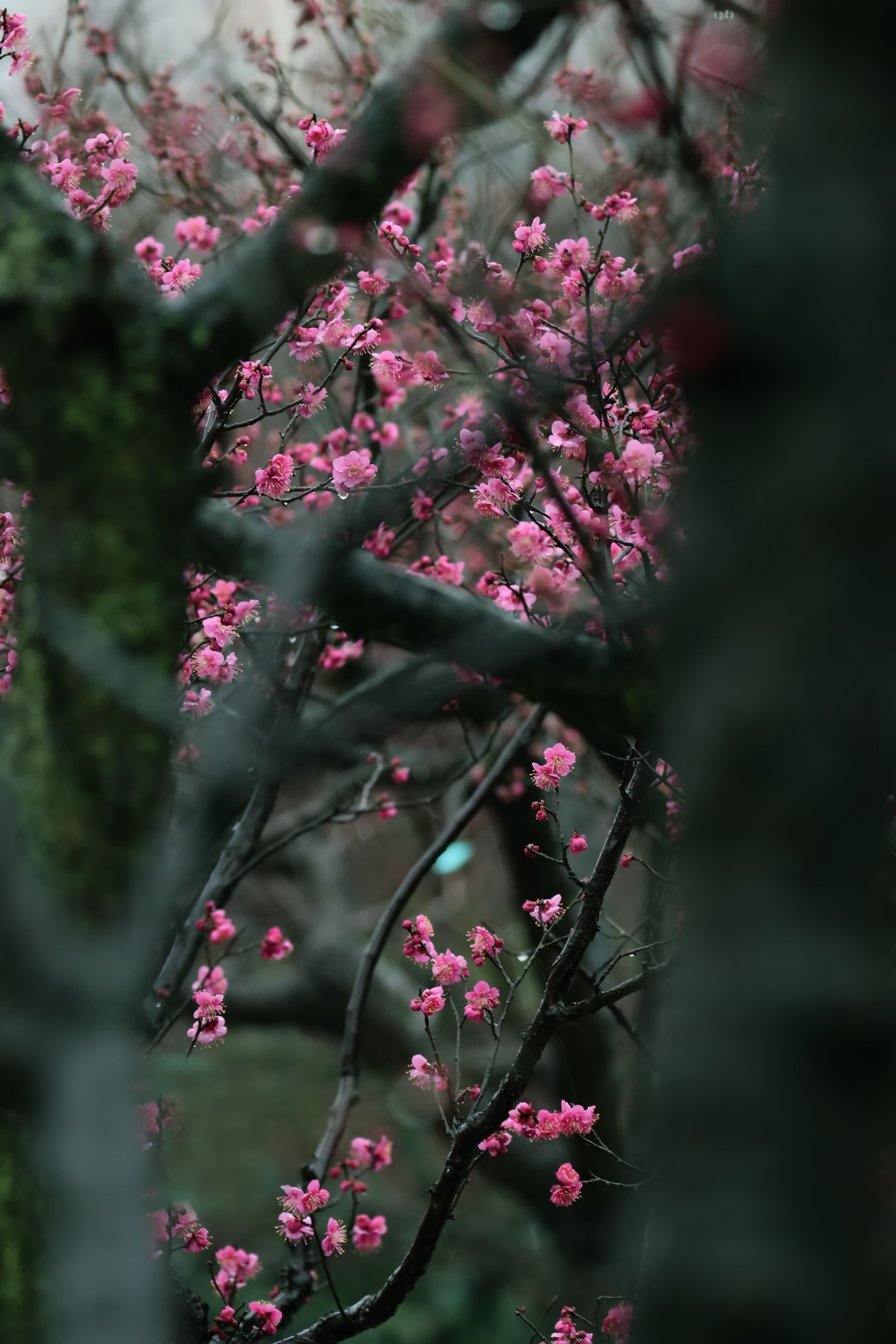 春雨