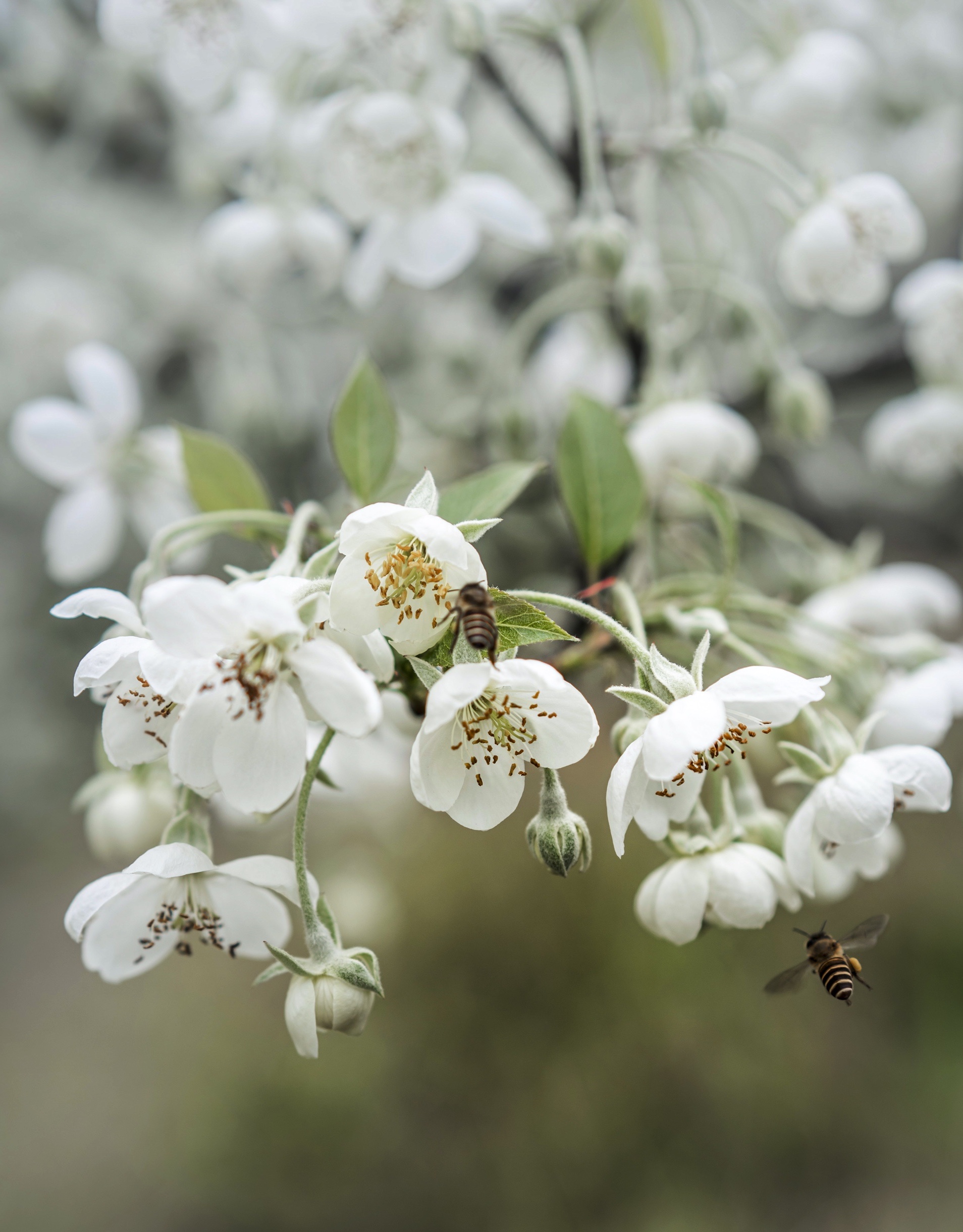 白色的山楂花象征的是老三和静秋的爱情,如同山楂花一样洁白无瑕.