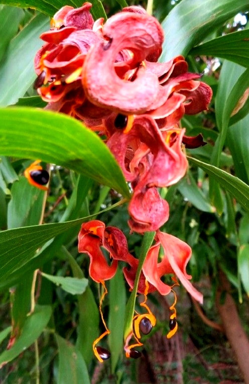 【首发】大叶相思奇异有趣的果实(一)