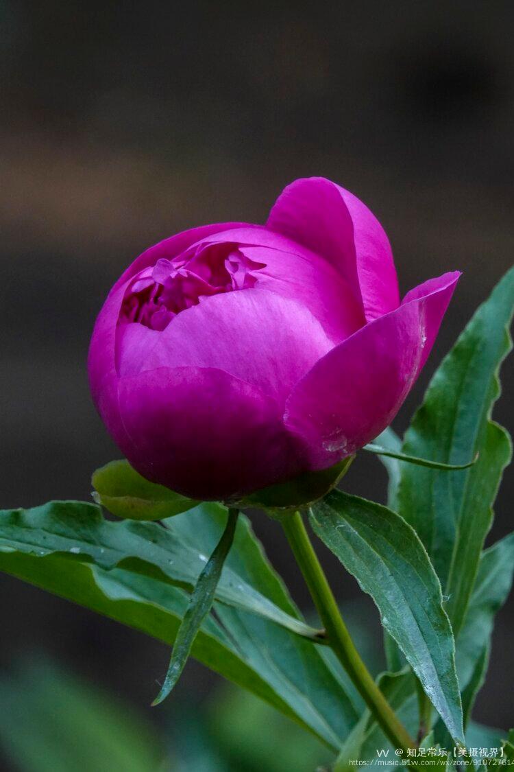 首发五月花神芍药5