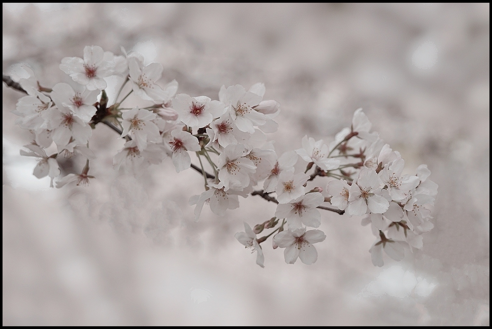 樱花雪