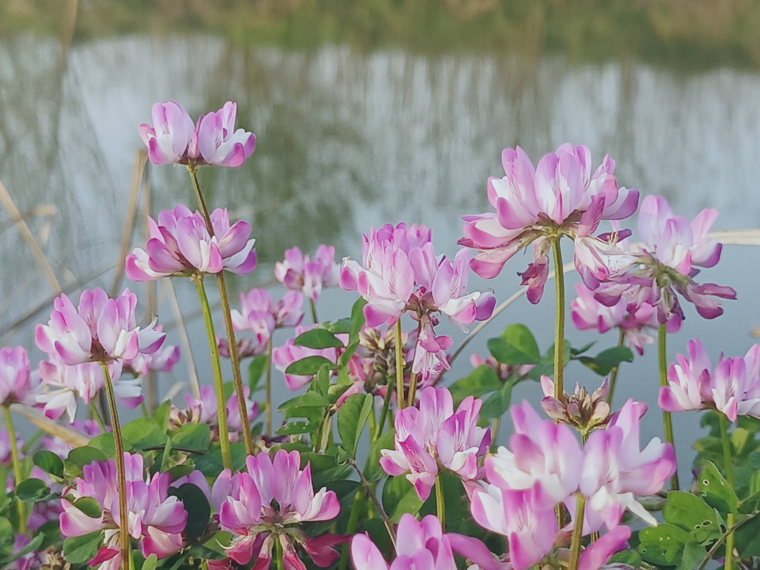 【摄影首发】美丽的紫云英