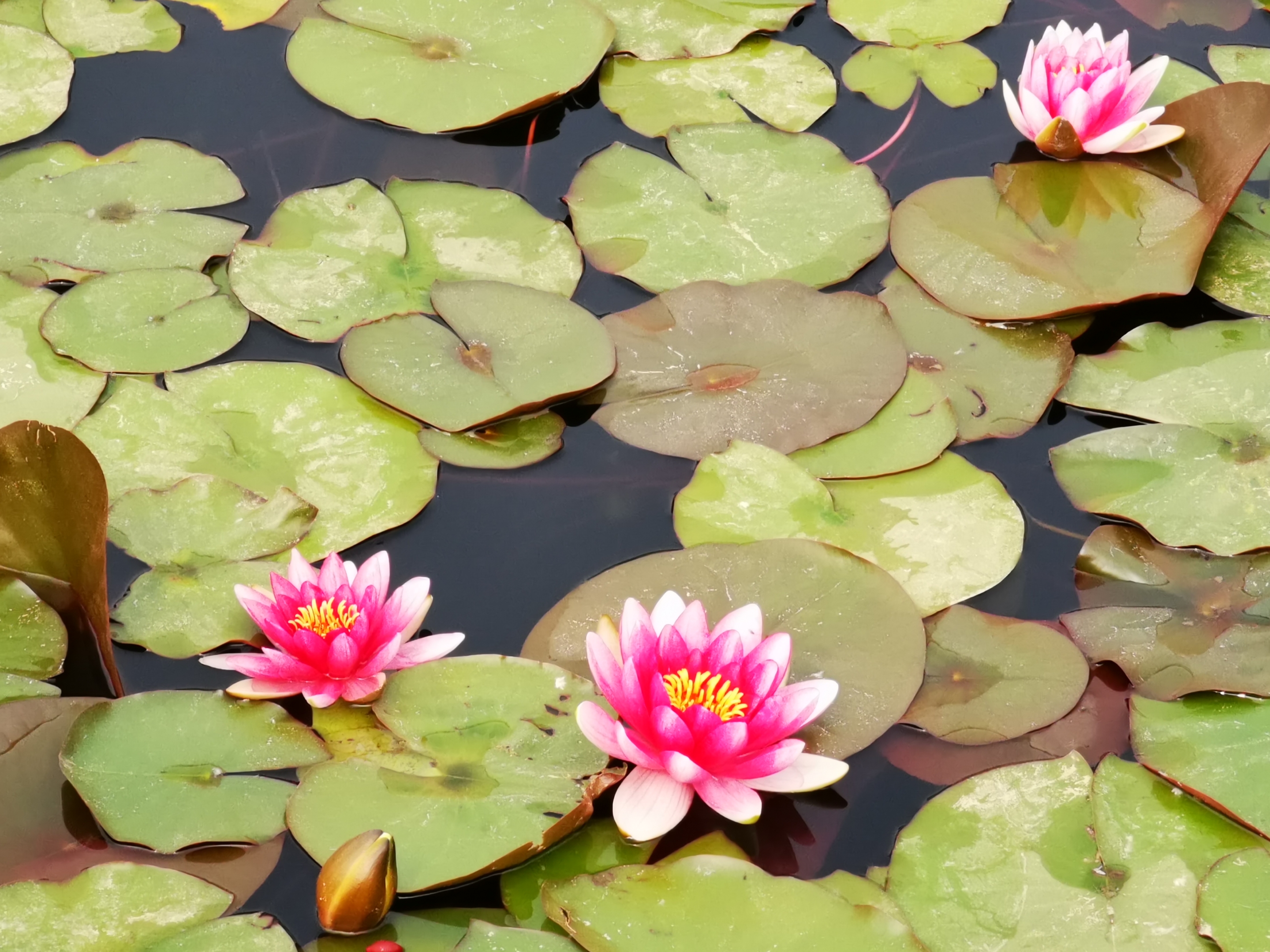 nymphaea tetragona):睡蓮是多年生浮葉型水生草本植物,根狀莖肥厚