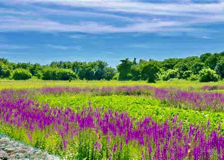 千屈菜花海盛开
