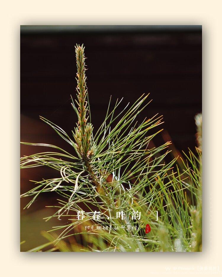 暮春的叶子马尾松首发