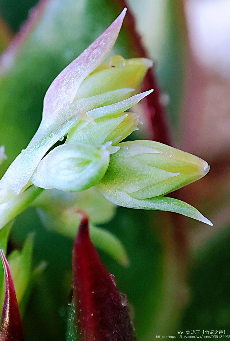 首發花魂