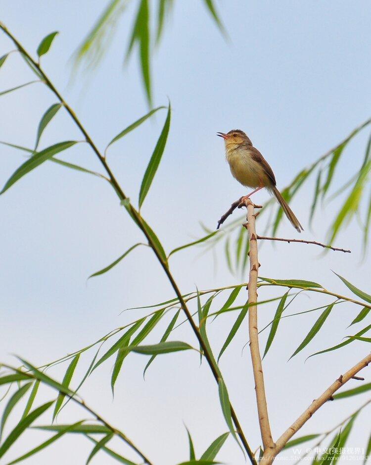 我镜头里的小小鸟首发