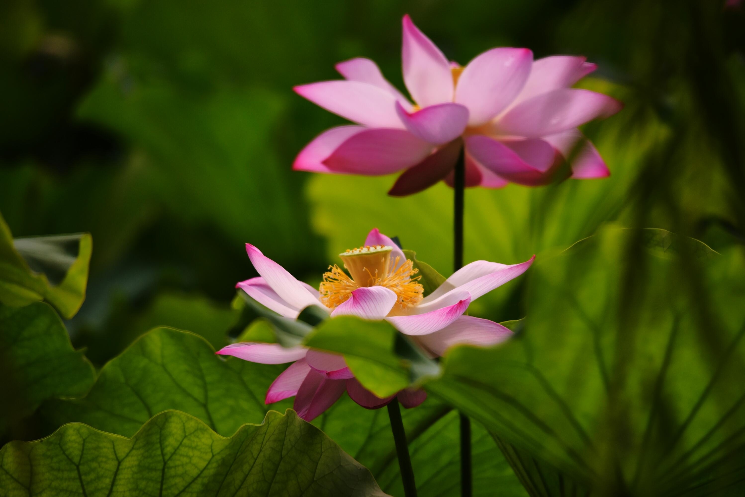 七绝·荷月交融(接龙体)