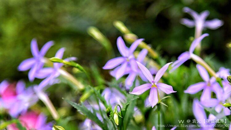 彩星花别称为:流星花,麻辣草,许氏草,腋花同瓣草.