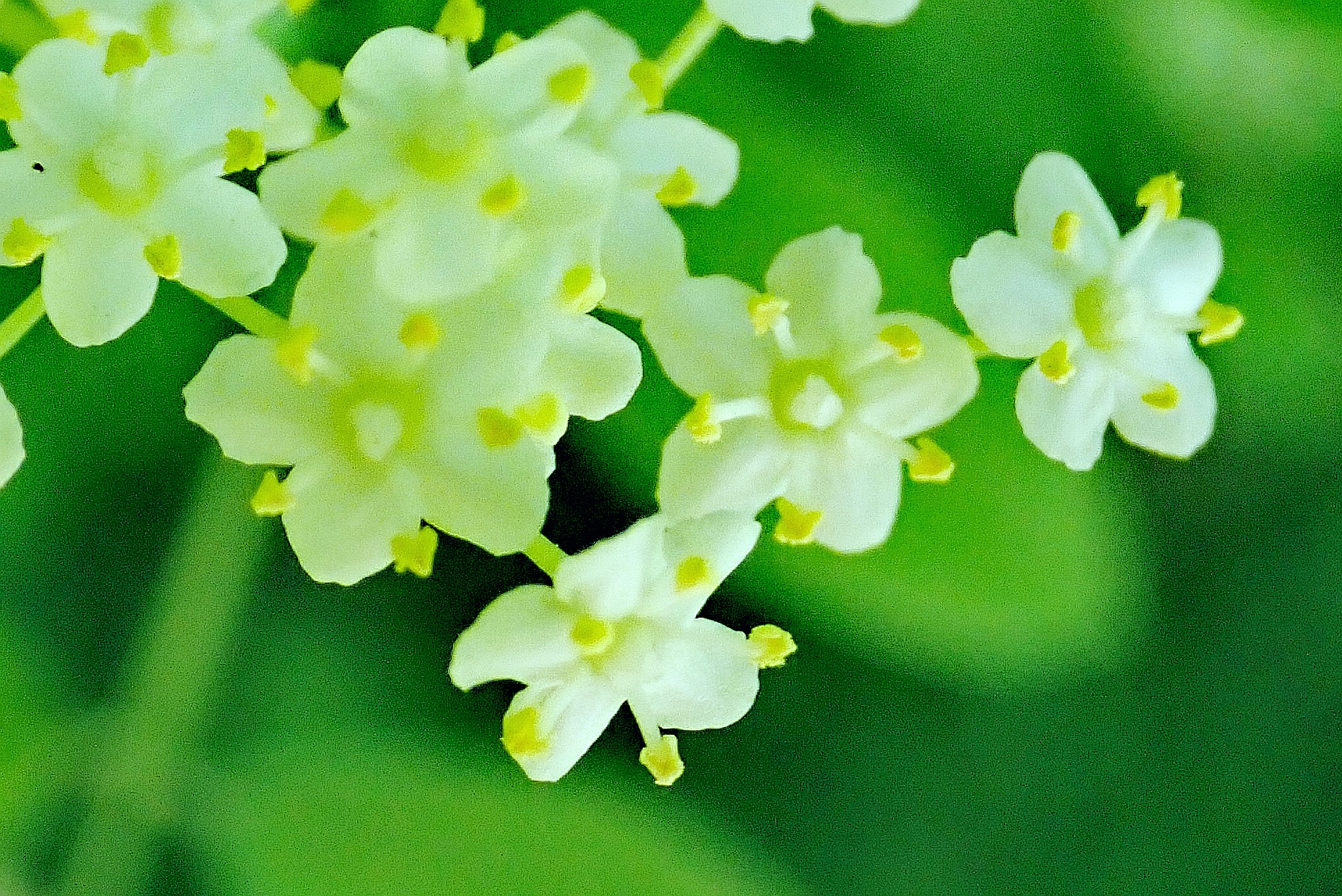 【首发】西洋接骨木