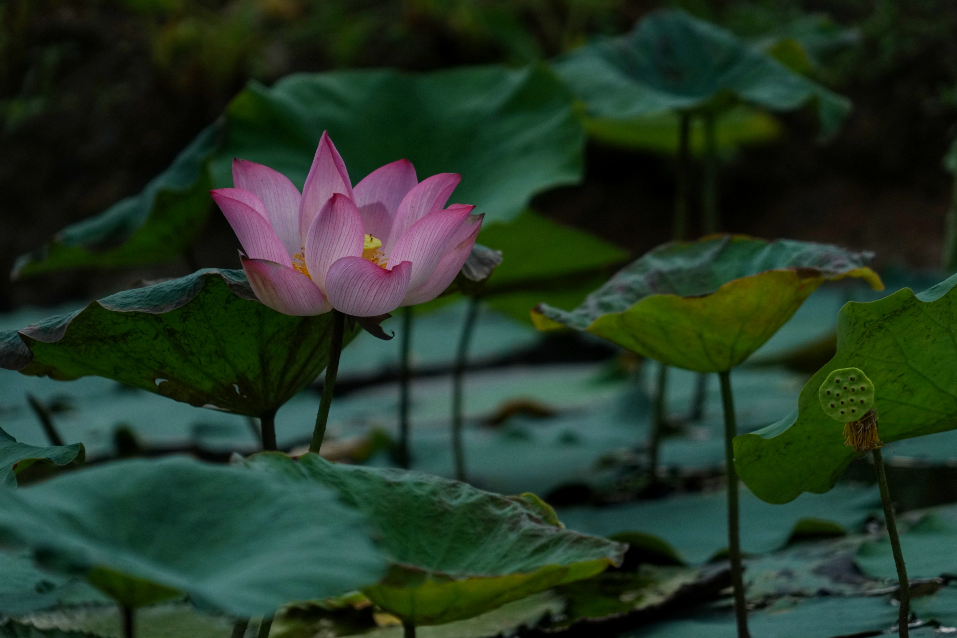 芙蓉照水弄娇斜