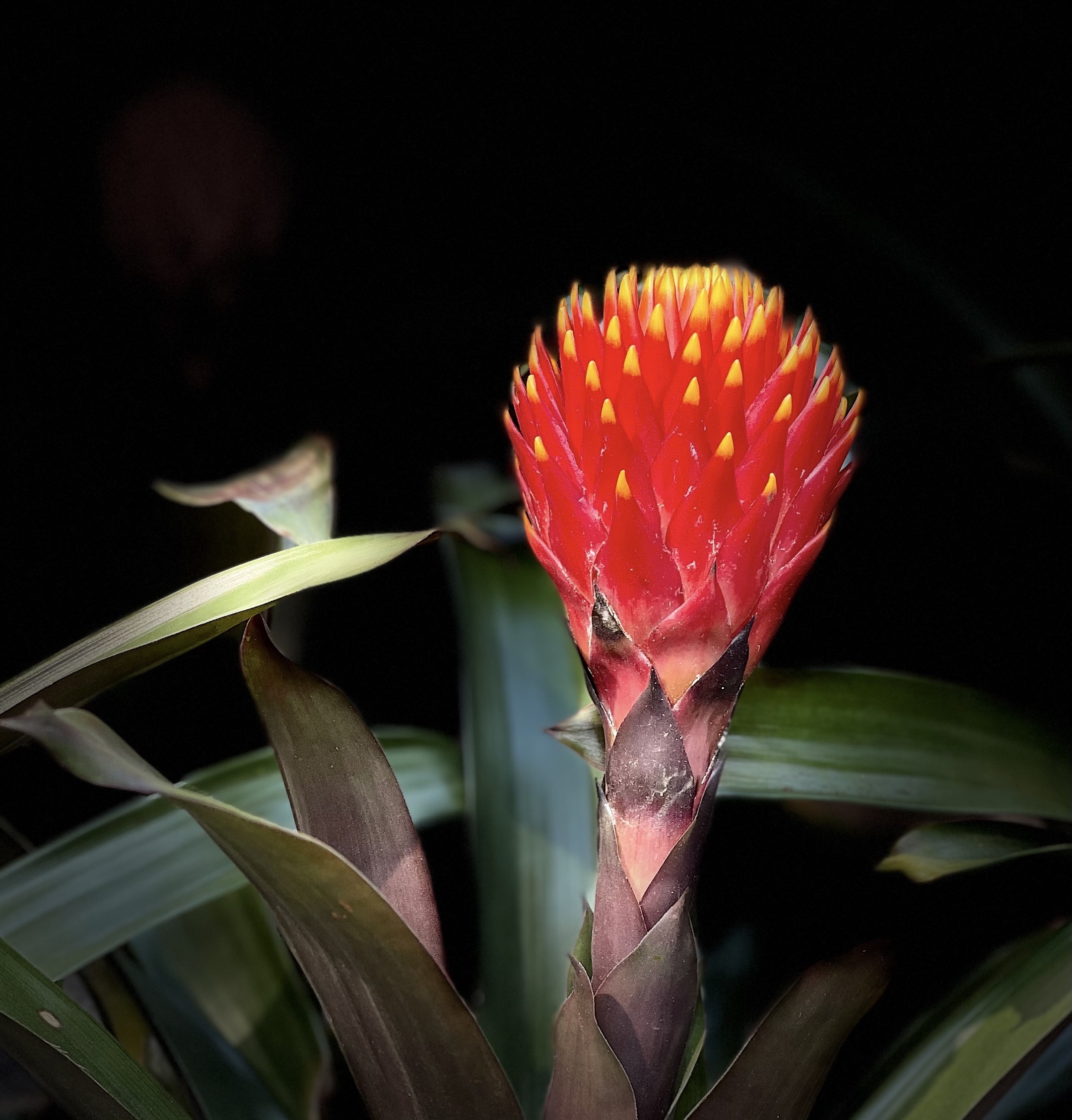 【原创首发】大米头果子蔓