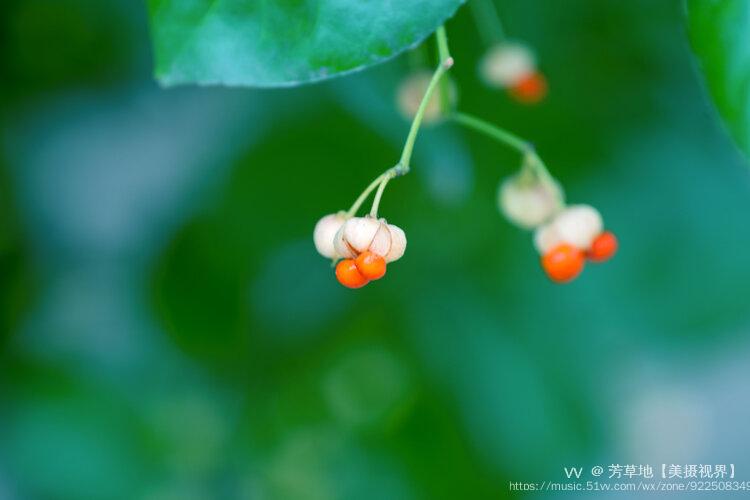 对对红豆扶芳藤首发