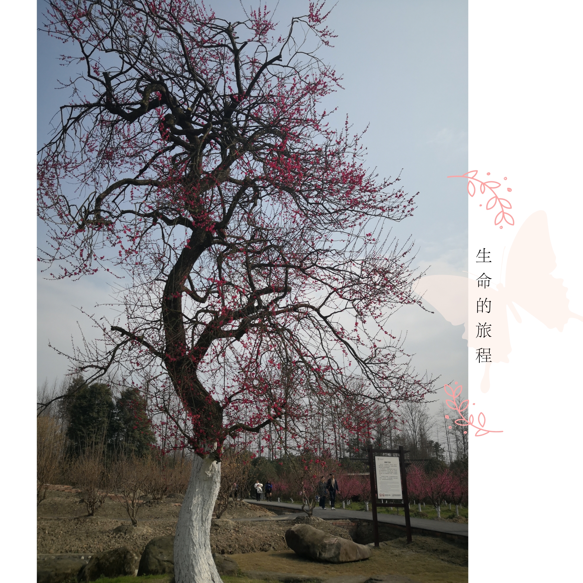 情人梅:在天愿做比翼鸟,在地愿做情人梅,该梅树龄百年有余,一棵为"