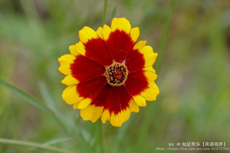 别称:小波斯菊,金钱菊,孔雀菊,雪菊蛇目菊花朵密集,花期极长,为极好的
