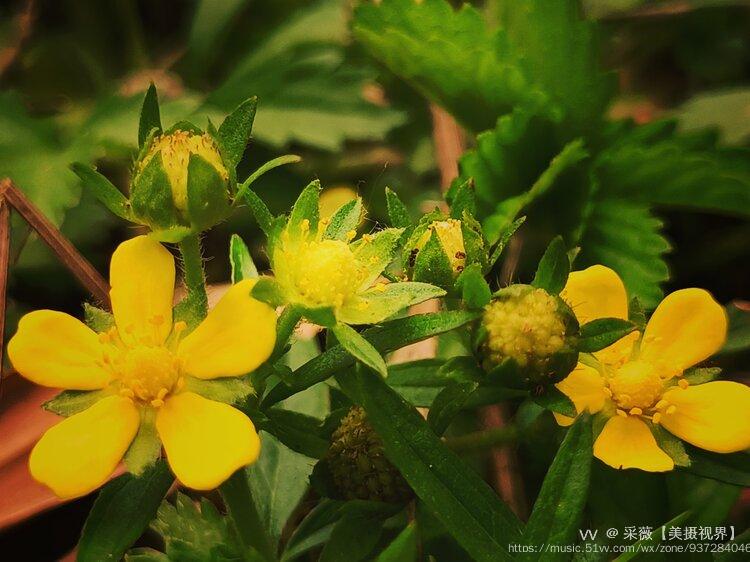 首发蛇含委陵菜