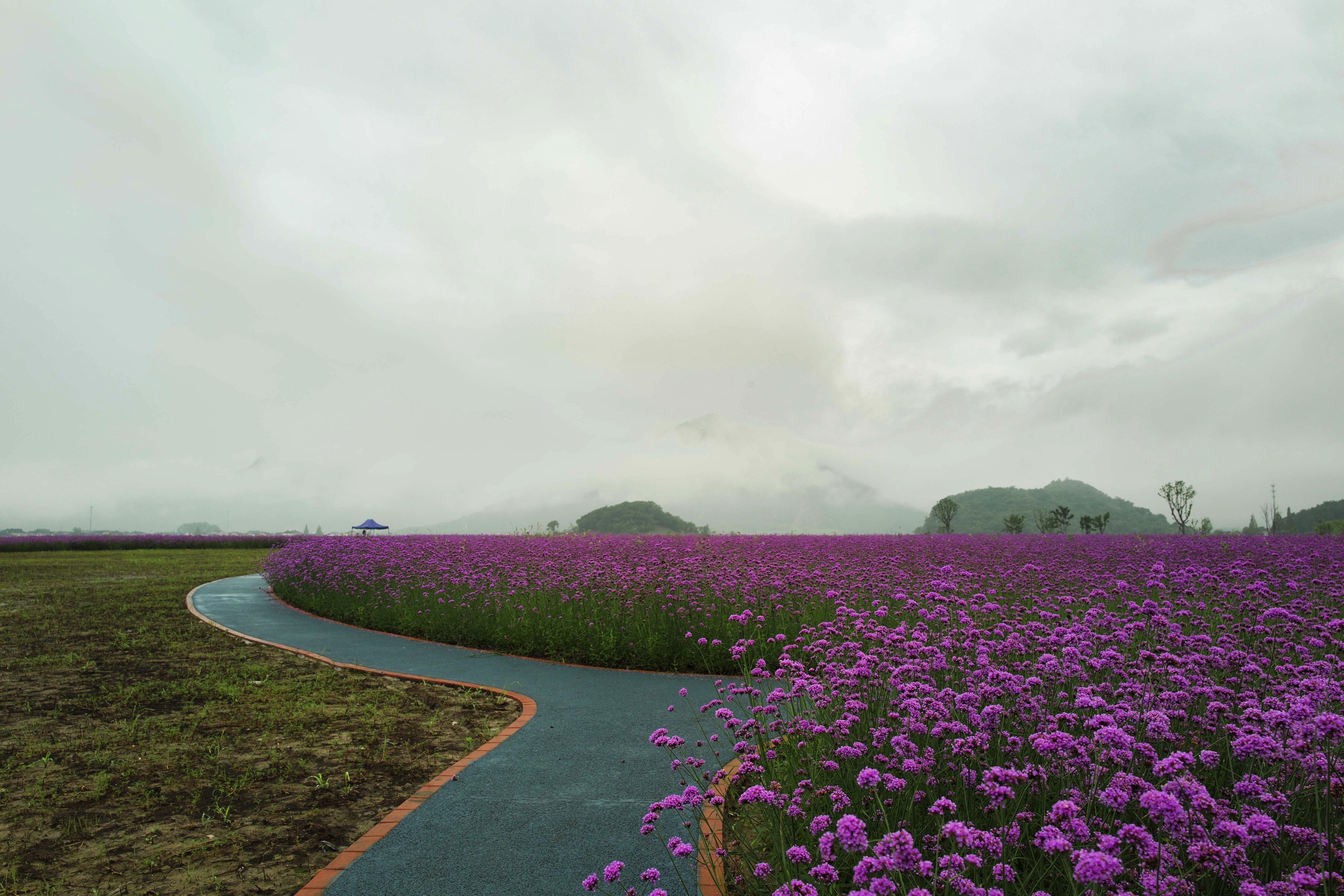 铜鉴湖的马鞭草【首发】