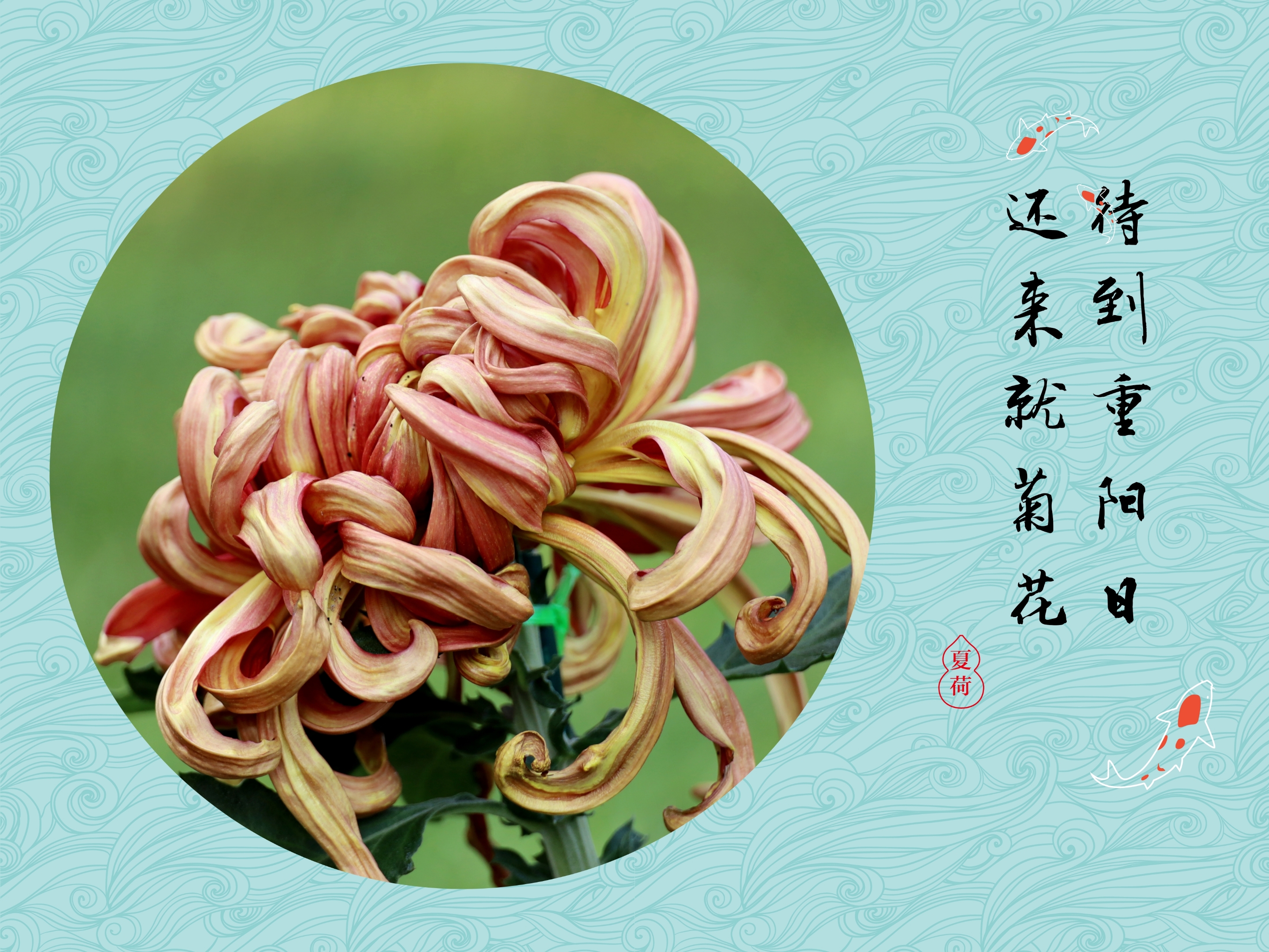 菊花的样子重阳节图片