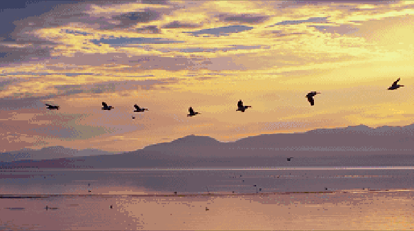 600_336gif 动态图 动图