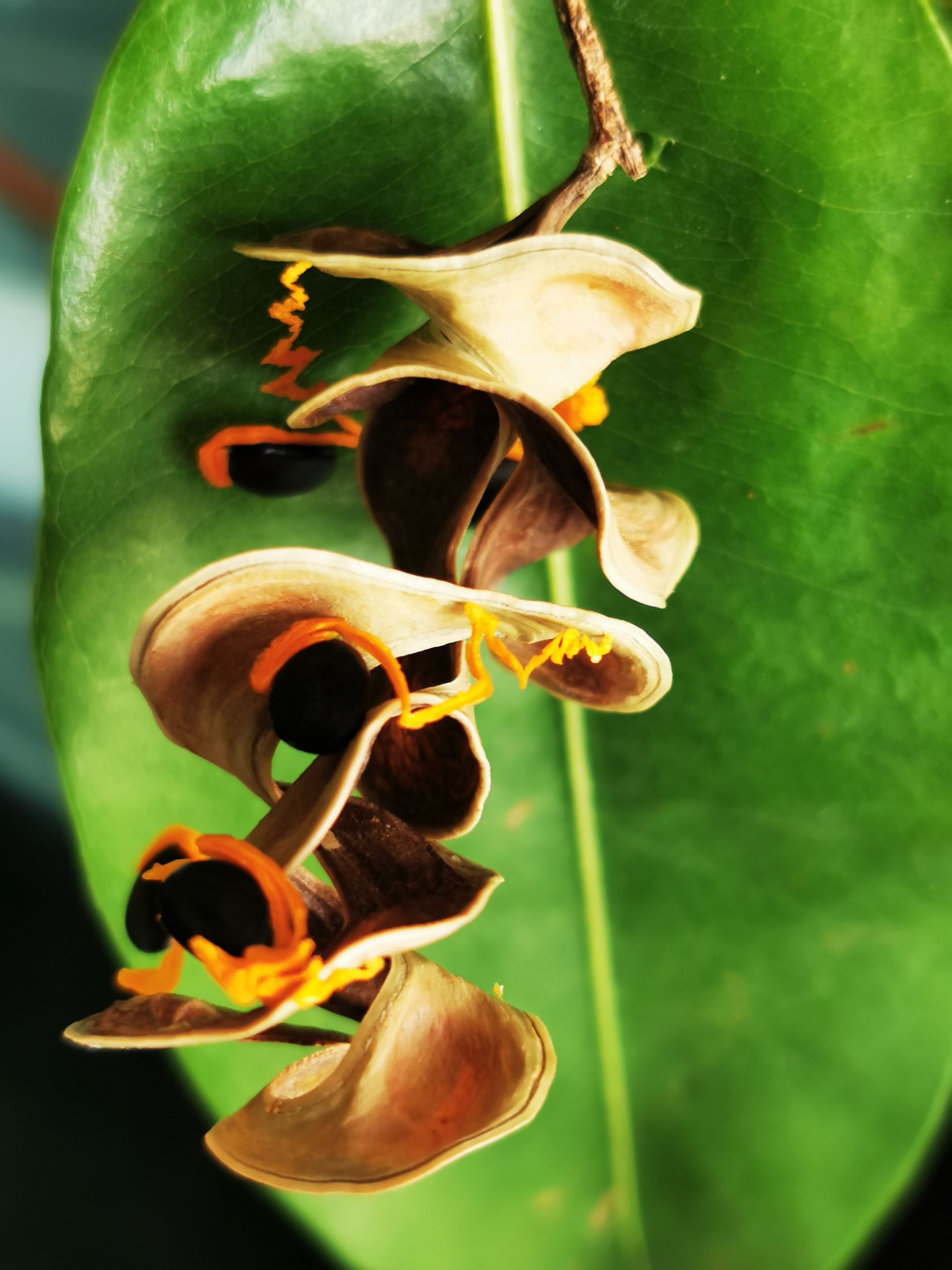 【首发】大叶相思奇异有趣的果实(一)