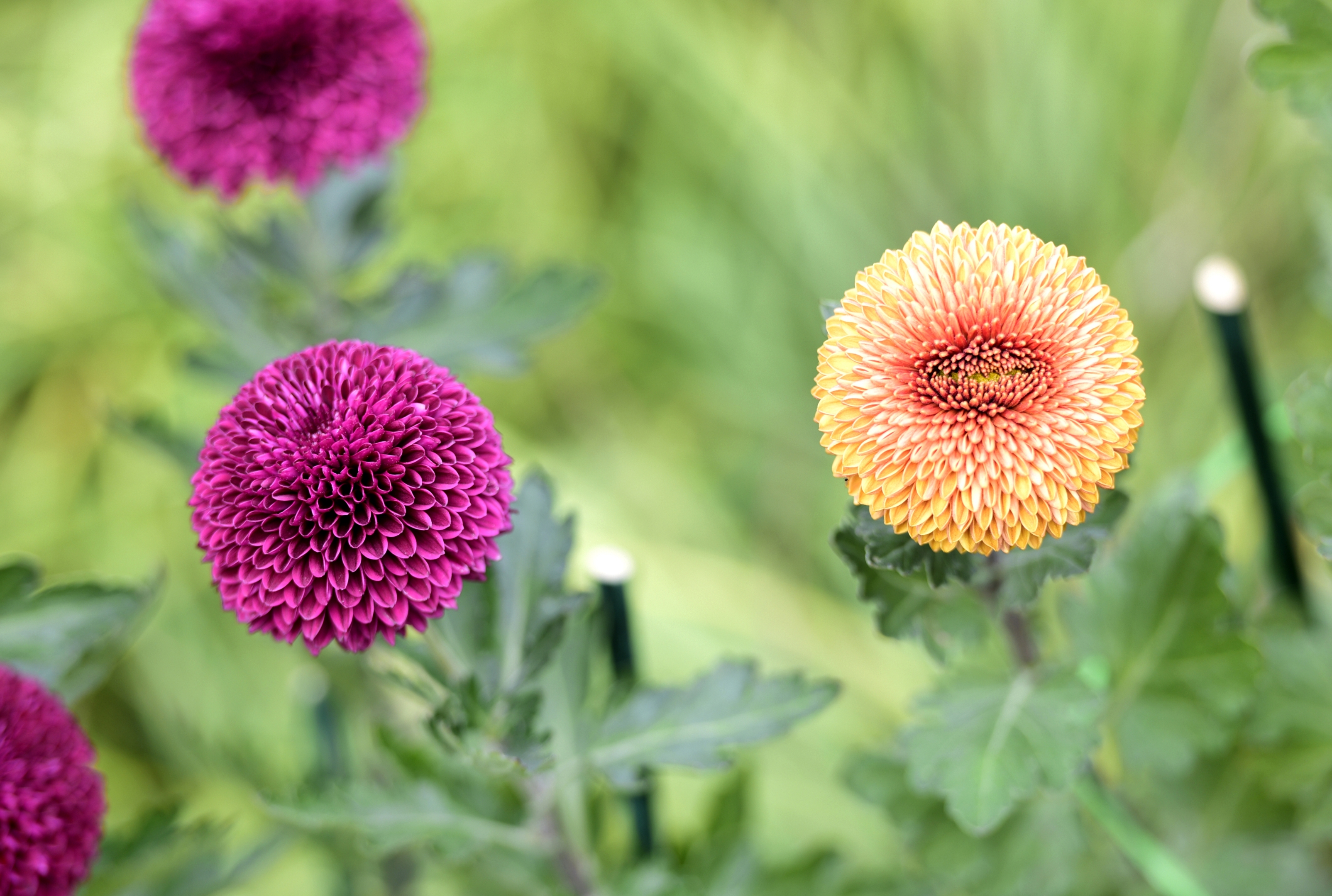 我拍的乒乓菊(首发)