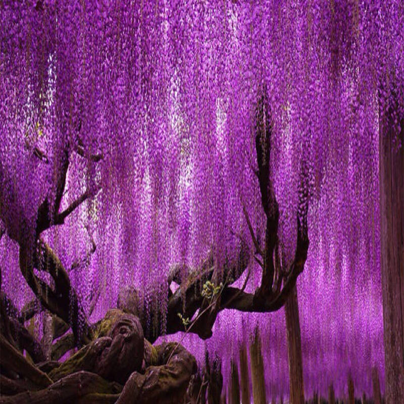 【每日悦读】紫藤萝瀑布